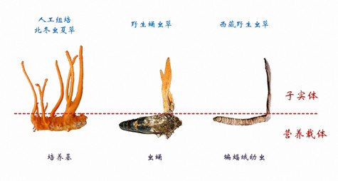 子实体是虫草的最有效部位